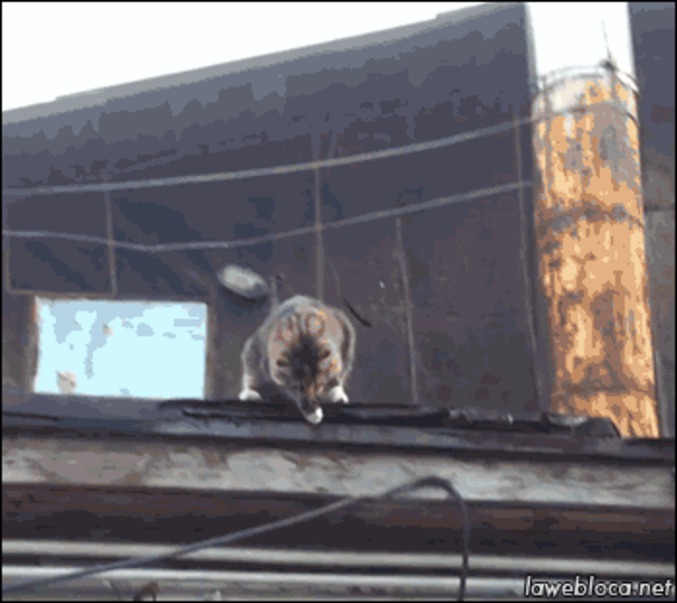 Le parkour du chat