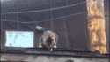 Le parkour du chat
