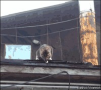 Le parkour du chat