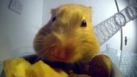 Des rayons X montrent la quantité qu'un hamster peut stocker