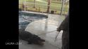 Chéri, il y a encore un alligator dans la piscine