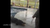Chéri, il y a encore un alligator dans la piscine