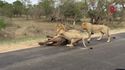 Des lions s'attaquent à des buffles devant des touristes