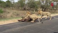 Des lions s'attaquent à des buffles devant des touristes