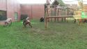 Grosse baston avec deux chimpanzés malades