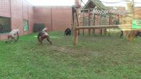 Grosse baston avec deux chimpanzés malades