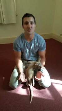 Il adopte un bébé kangourou orphelin