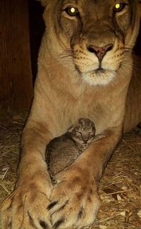 C'est mignon !