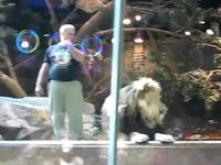 Une lionne sauve un homme d'un lion