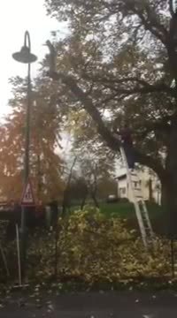 La vengeance de la branche