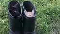Les chatons bottés