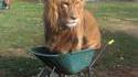 If It Fits I Sits