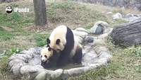 Un panda oblige son petit à prendre un bain