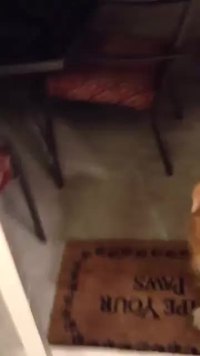 Champ magnétique anti-chien