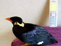 Oiseau qui parle japonais