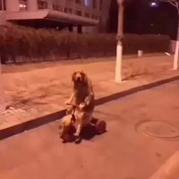 Dauje le chien fait du vélo