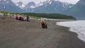 Une famille ours passe