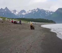 Une famille ours passe