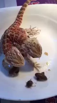 Lézard à deux têtes