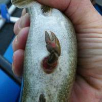 Un poisson avec une pince de crabe ?