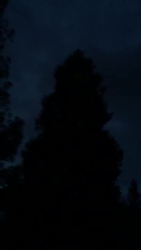 Un perroquet chante dans la nuit