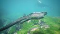 Le Godzilla des fonds marins