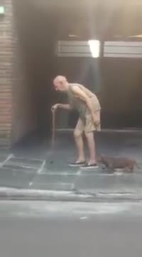 Chien de vieux