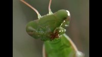 Une mante religieuse mange la tête de son partenaire pendant l'accouplement