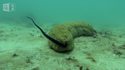 Un poisson Carapidae se cache dans un concombre de mer