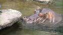 Son métier ? Dentiste pour hippopotame 