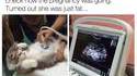 J'ai passé une échographie à ma chatte enceinte
