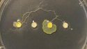 Physarum polycephalum