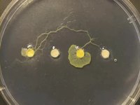 Physarum polycephalum
