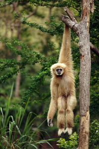 À quoi pense ce singe ?