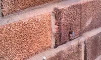 Une abeille arrache un clou d'un mur