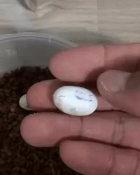 Naissance d'un ..