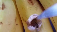 Surprise dans ses bananes fraîches du Costa Rica