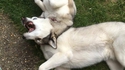 Des chiens siamois