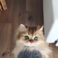 Un chat particulièrement beau