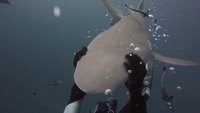 Câlin avec un requin citron