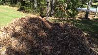 La vie d'un chien