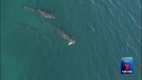 Filmé par un drone : des orques chassent un requin, puis le tuent