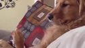 L'instant chien