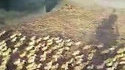 5000 canetons prennent leur premier bain 