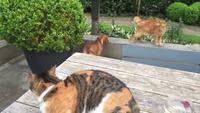Un chat défend son ami chien contre un autre chat