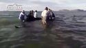 Ils font tout pour sauver 27 baleines échouées