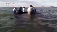 Ils font tout pour sauver 27 baleines échouées