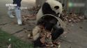 Des pandas foutent la zone pendant qu'une femme essaye de nettoyer leur espace
