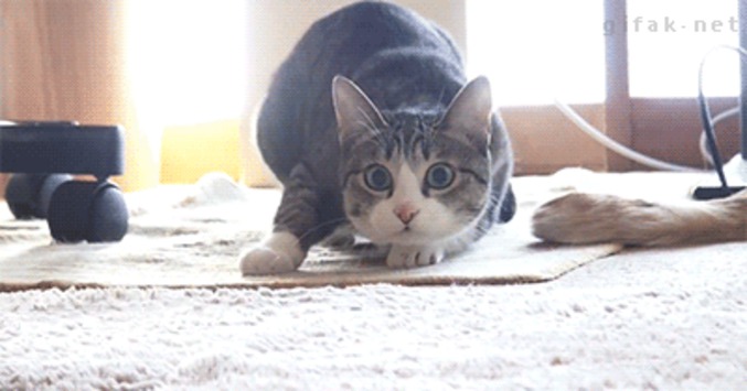 shake shake shake