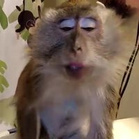 Ce singe aime se faire peigner